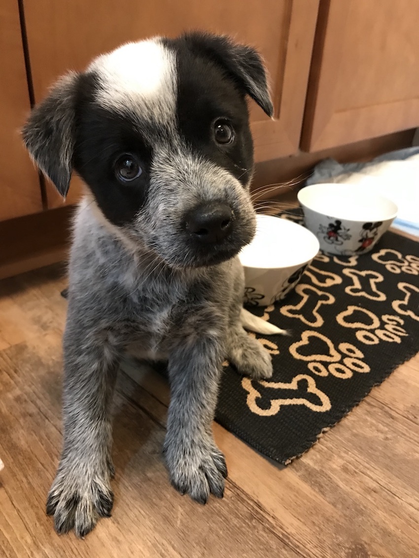 Catahoula Leopard Dog photo 4