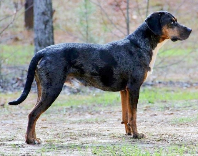 Catahoula Leopard Dog