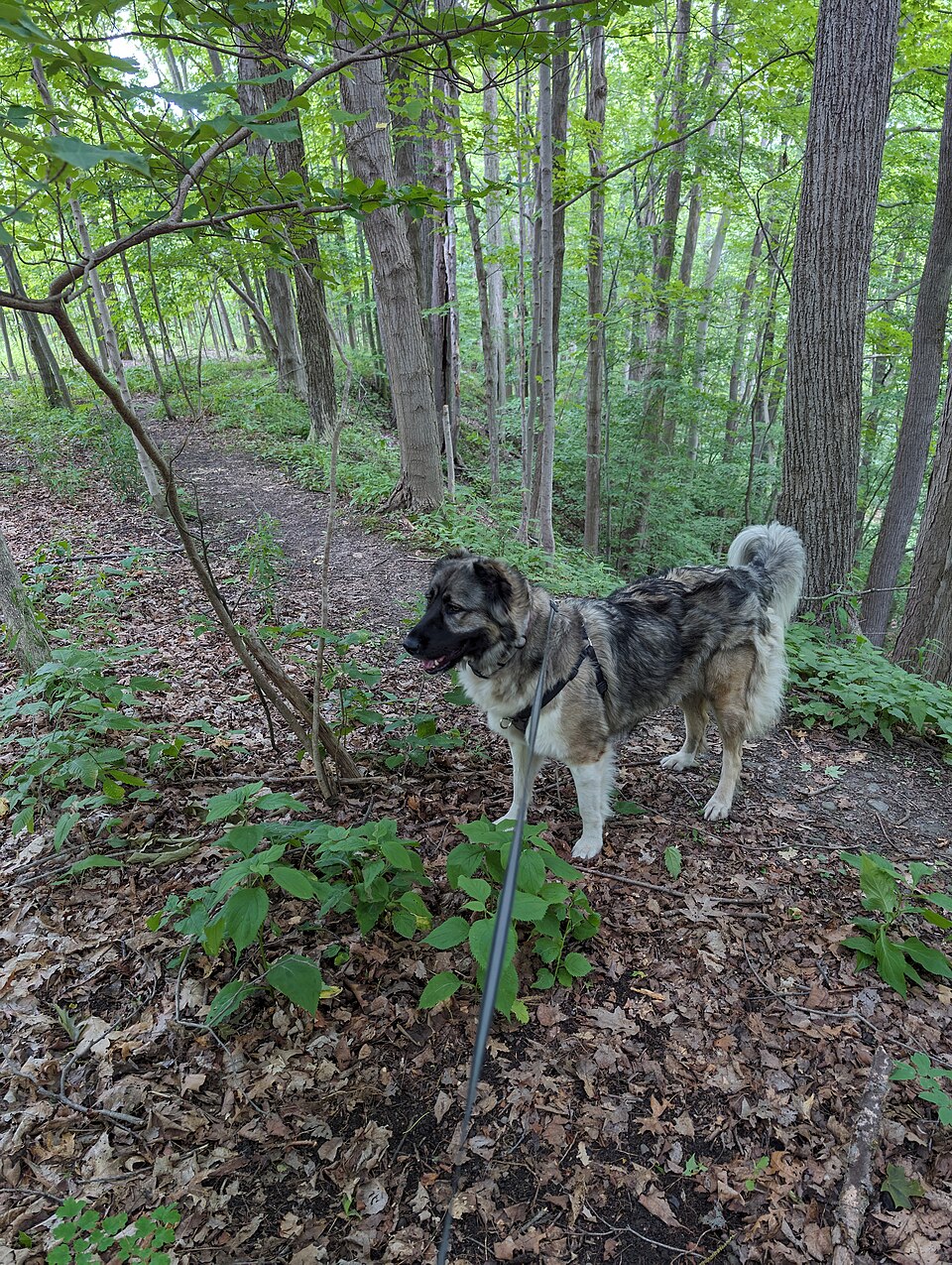 Caucasian Shepherd Dog photo 4