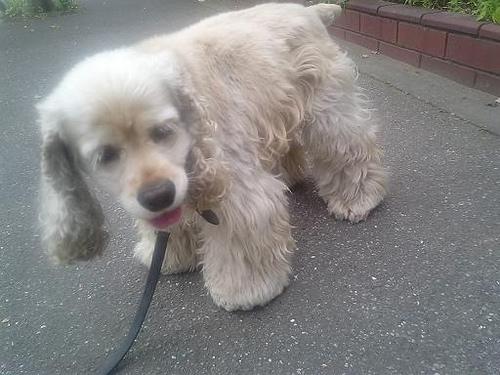 Cavalier King Charles Spaniel photo 2