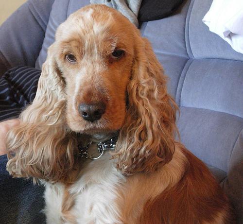 Cavalier King Charles Spaniel photo 3