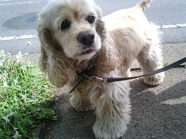 Cavalier King Charles Spaniel photo 4