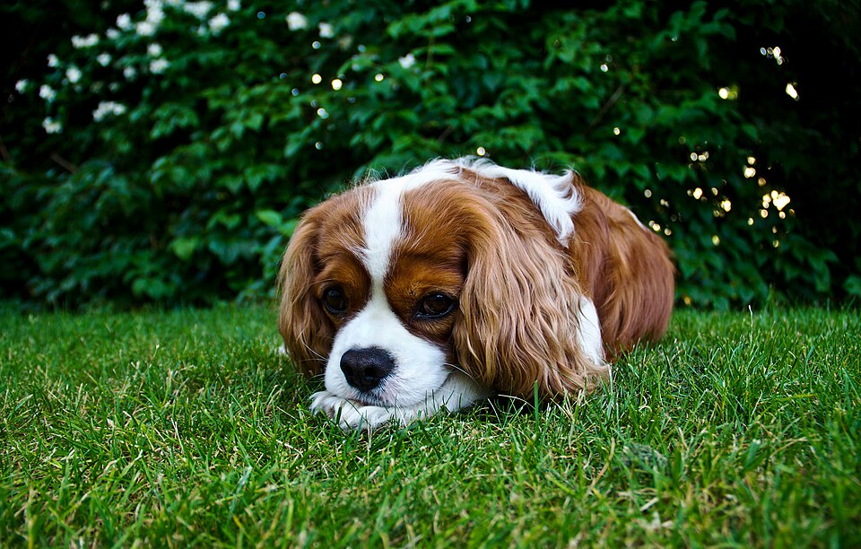 Cavalier King Charles Spaniel