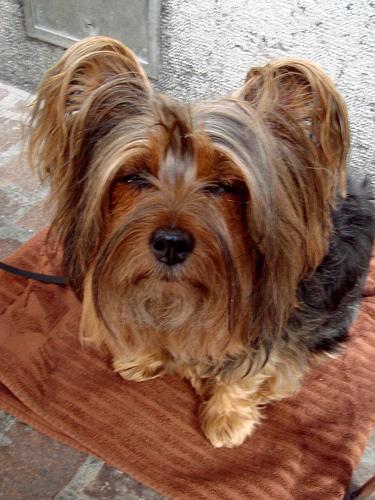 Cesky Terrier photo 2