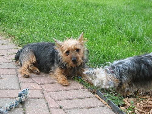 Cesky Terrier photo 3