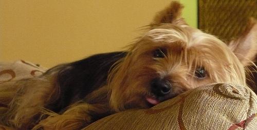 Cesky Terrier photo 4