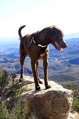 Chesapeake Bay Retriever photo 2