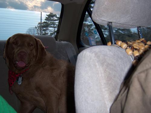 Chesapeake Bay Retriever photo 3