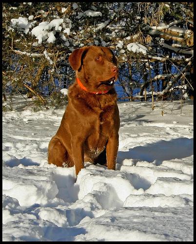 Chesapeake Bay Retriever photo 4