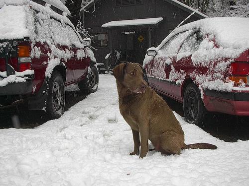 Chesapeake Bay Retriever