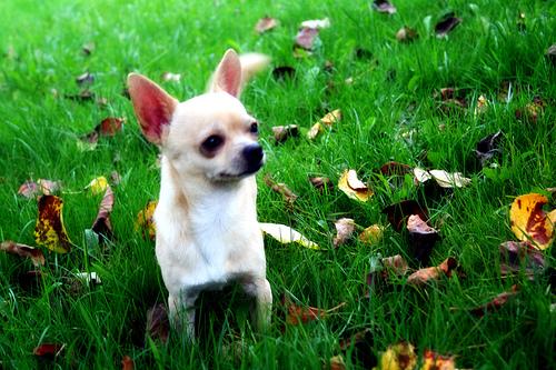 Chihuahua photo 2
