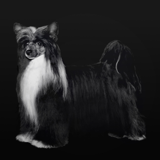 Chinese Crested photo 2