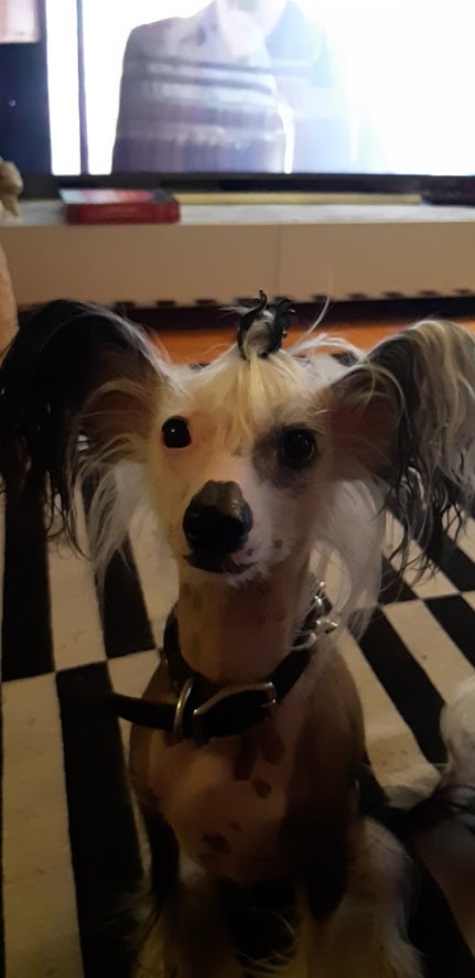 Chinese Crested photo 3