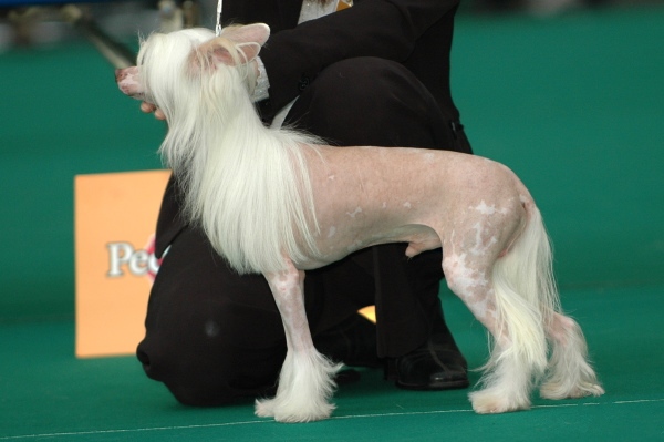 Chinese Crested photo 4