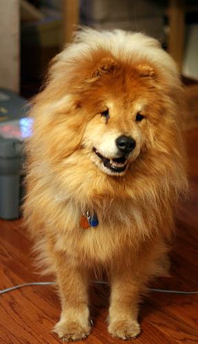 Chow Chow photo 2