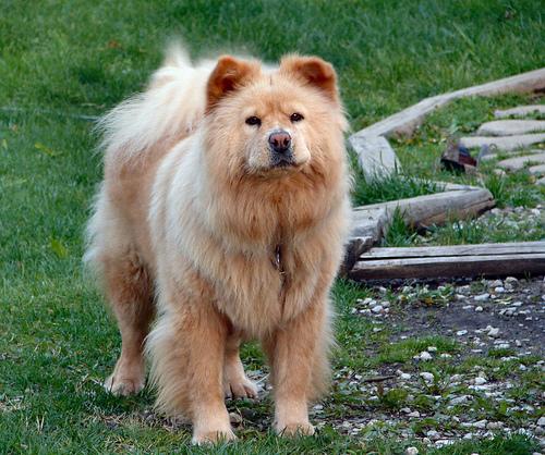 Chow Chow photo 3