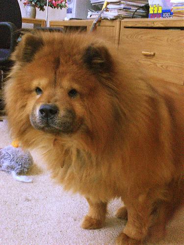 Chow Chow photo 4