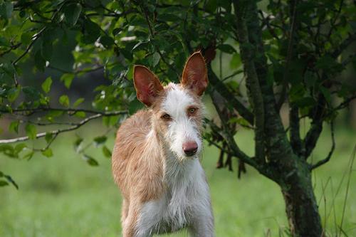 Cirneco dell'Etna photo 4