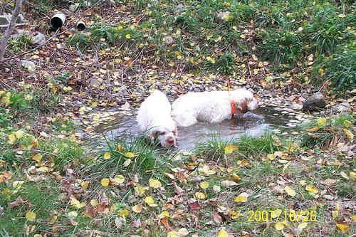 Clumber Spaniel photo 2