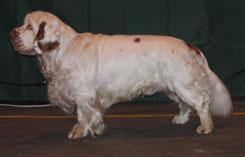 Clumber Spaniel photo 3