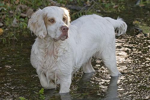 Clumber Spaniel photo 4