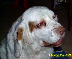 Clumber Spaniel