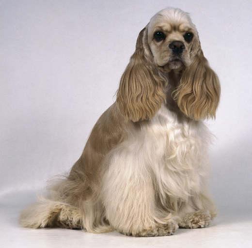 Cocker Spaniel photo 3
