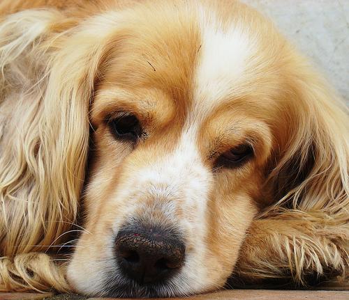 Cocker Spaniel photo 4