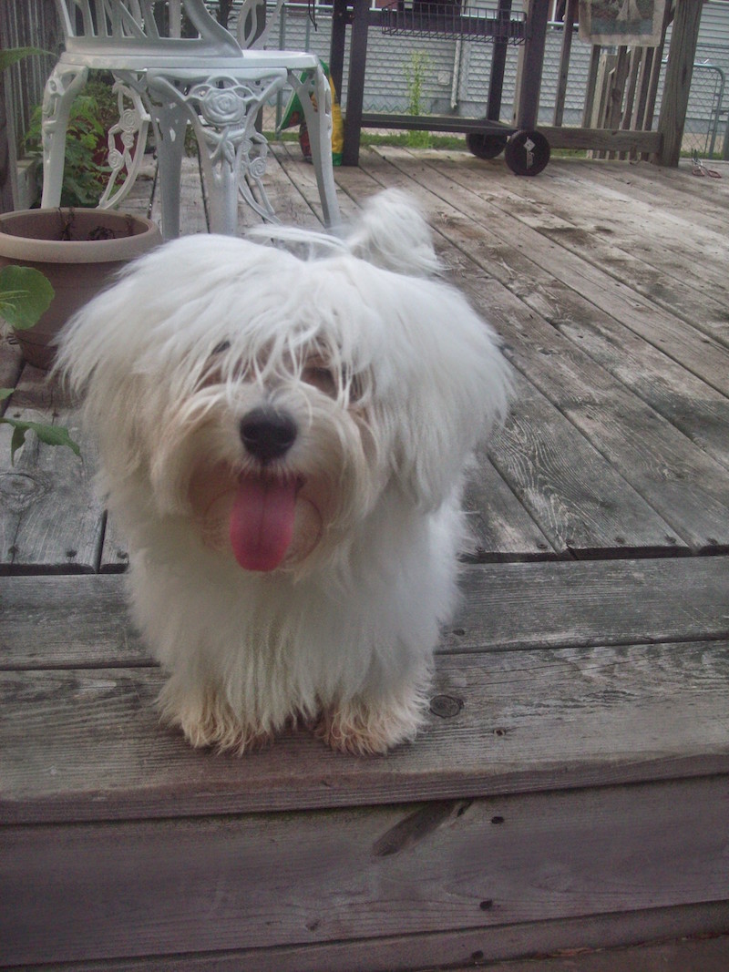 Coton de Tulear photo 2
