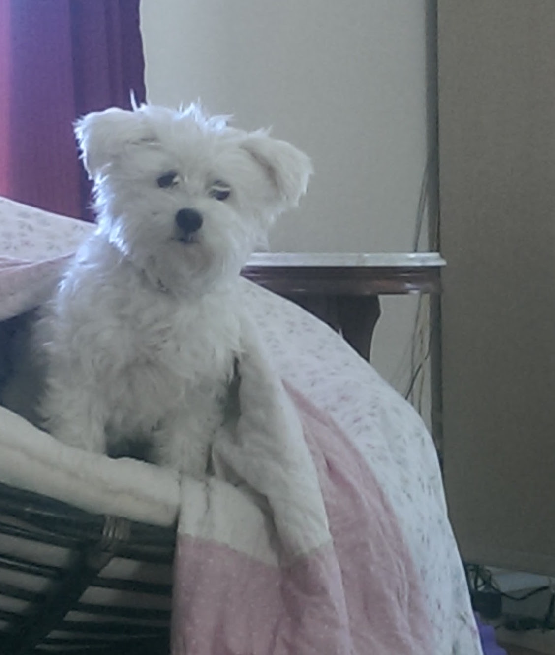 Coton de Tulear photo 3