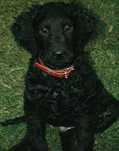 Curly-Coated Retriever photo 2