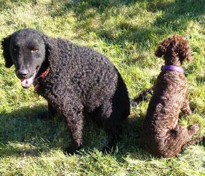 Curly-Coated Retriever photo 3