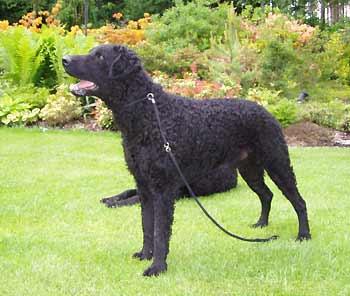 Curly-Coated Retriever photo 4