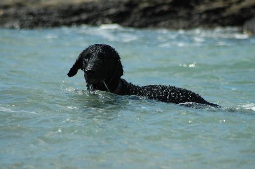 Curly-Coated Retriever