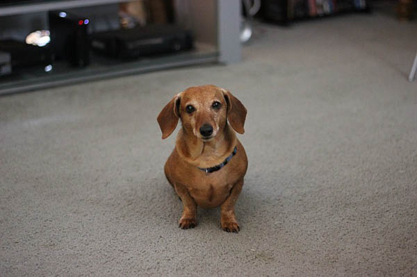 Dachshund photo 2