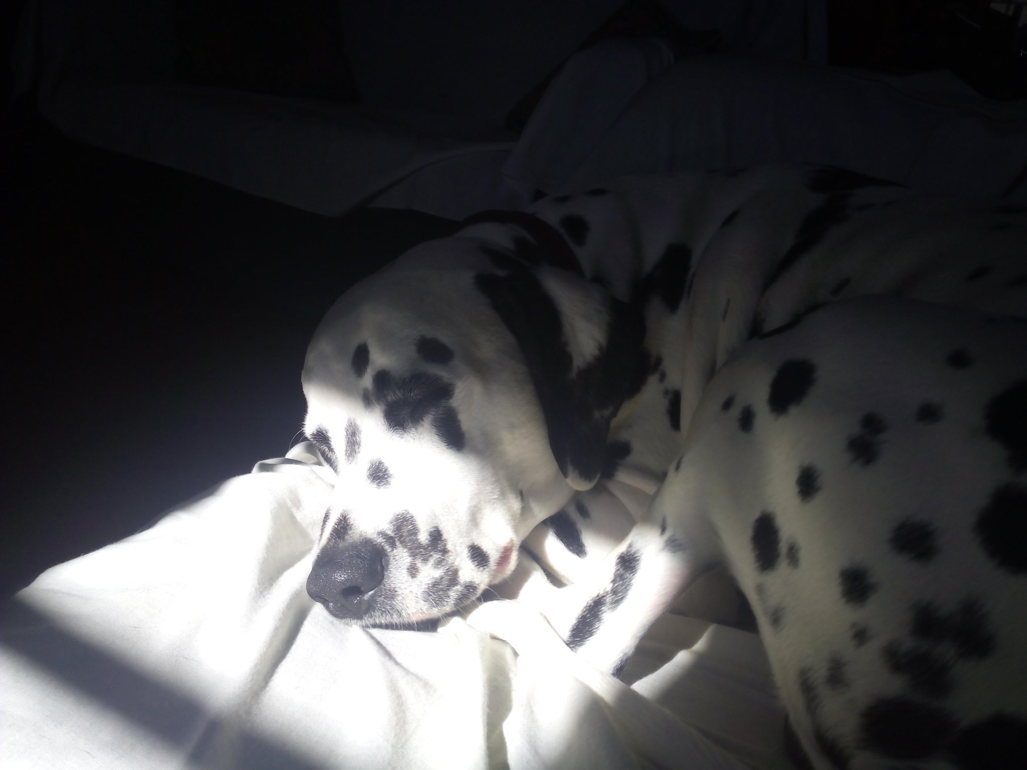 Dalmatian photo 2