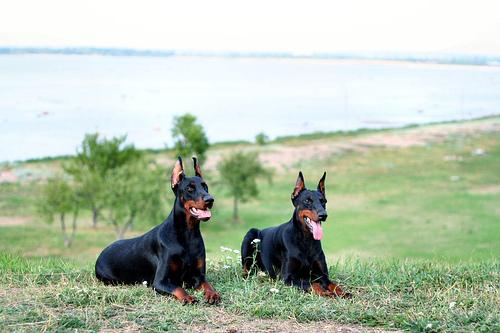 Dobermann photo 2