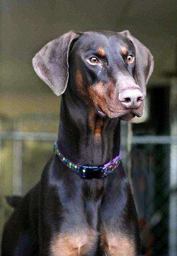 Dobermann photo 4