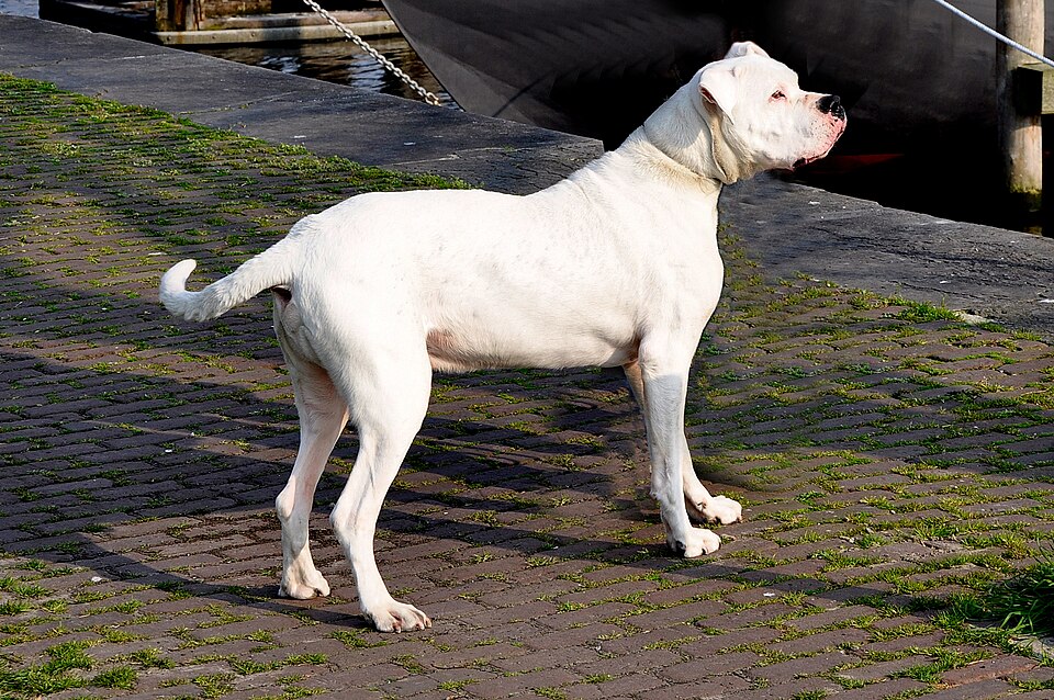 Dogo Argentino photo 2