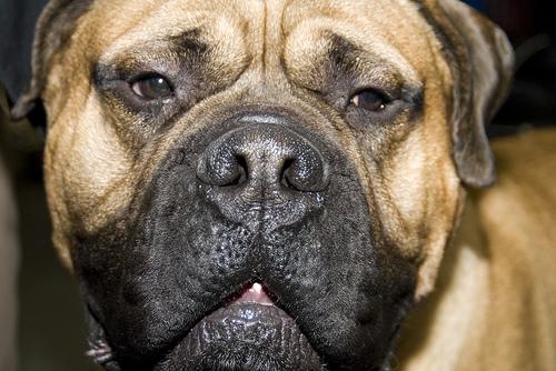 Dogo Argentino photo 4