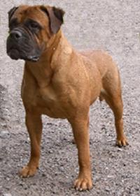 Dogue de Bordeaux photo 2