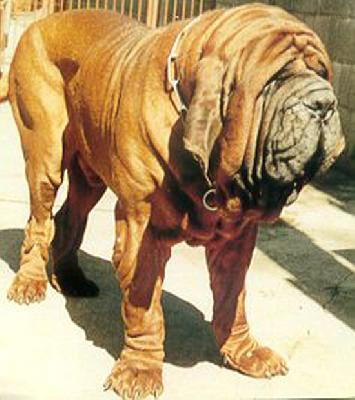 Dogue de Bordeaux photo 4