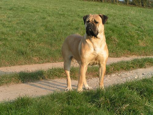 Dogue de Bordeaux