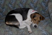 English Foxhound photo 2