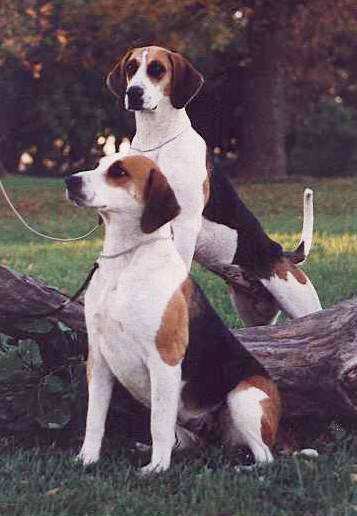 English Foxhound photo 3