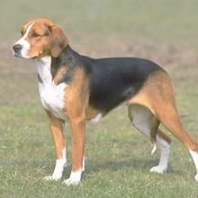English Foxhound photo 4