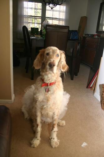 English Setter photo 2