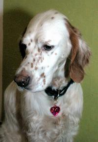 English Setter photo 3