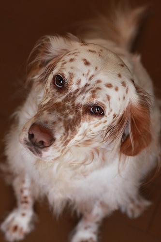 English Setter photo 4