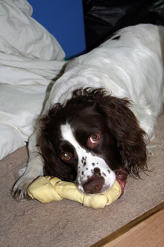 English Springer Spaniel photo 2